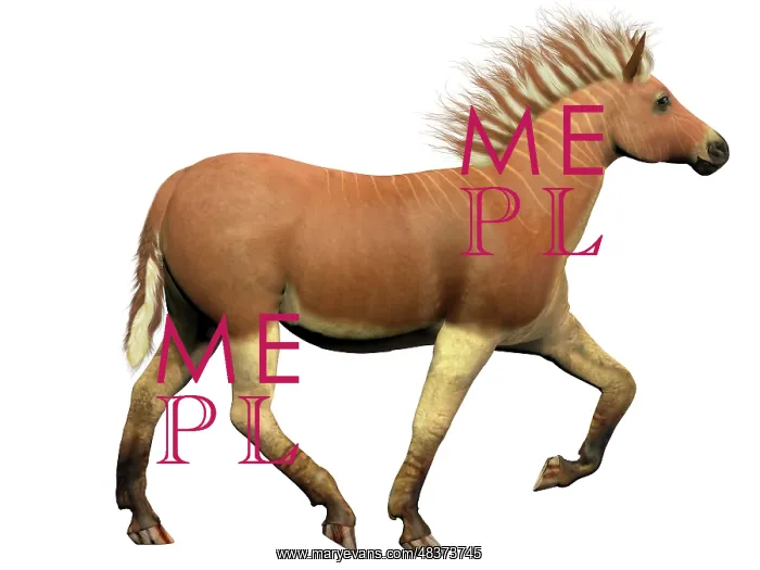 : The Quagga is an extinct subspecies of the plains zebra : The Quagga is an extinct subspecies of the plains zebra
