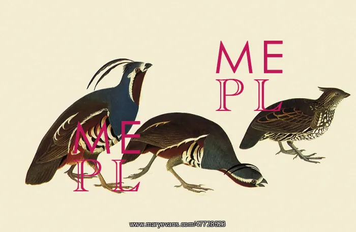  : Quail and Bobwhite