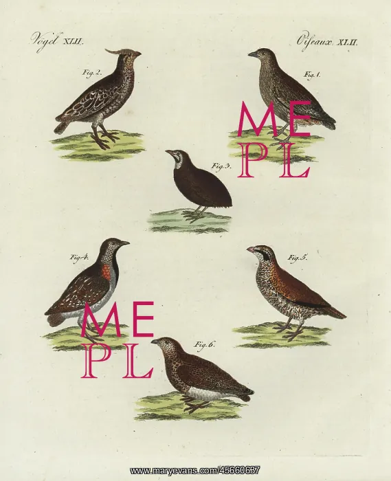 : Quail, bobwhite, Madagascar buttonquail, and : Quail, bobwhite, Madagascar buttonquail, and