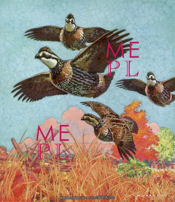  : Four Quail in Flight