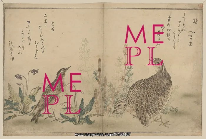: Quail and Meadowlark : Quail and Meadowlark