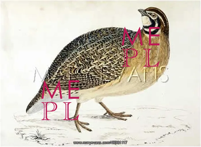  : QUAIL / MORRIS