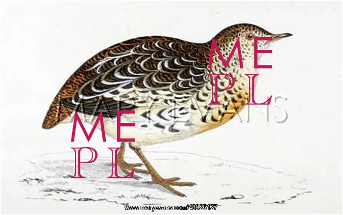 : QUAIL (MORRIS) : QUAIL (MORRIS)