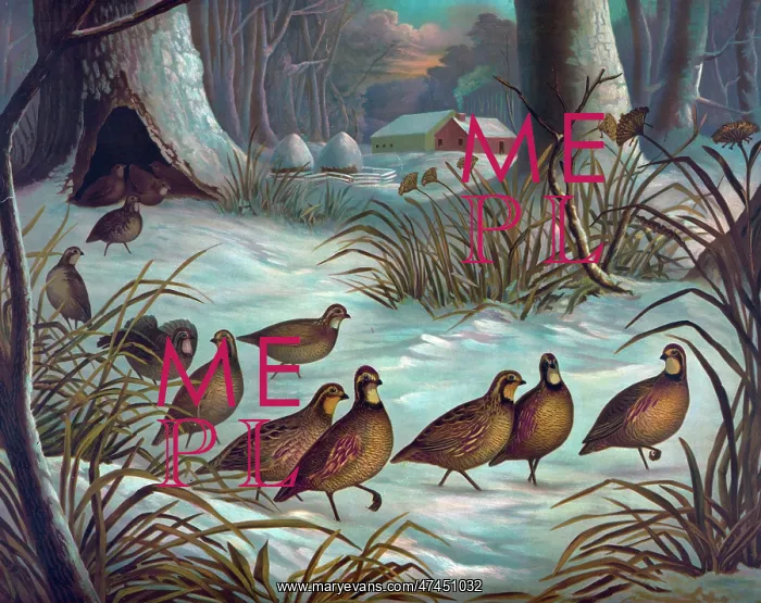  : Quail seeking breakfast