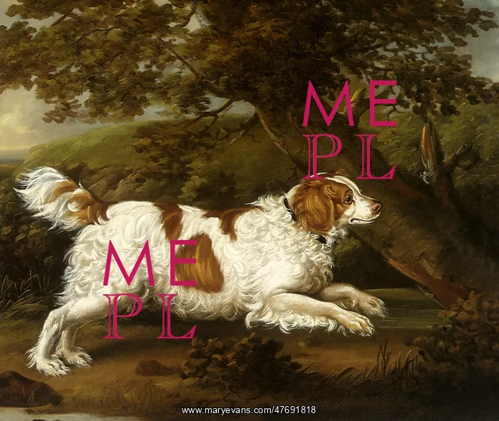  : Quaile, an English Water Spaniel
