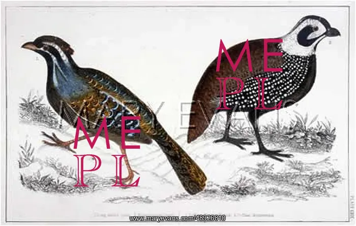 : TWO QUAILS : TWO QUAILS