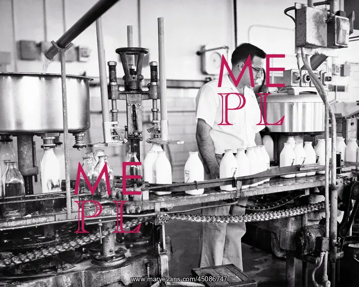 : Quart Glass Milk Bottles Being Filled and Capped : Quart Glass Milk Bottles Being Filled and Capped