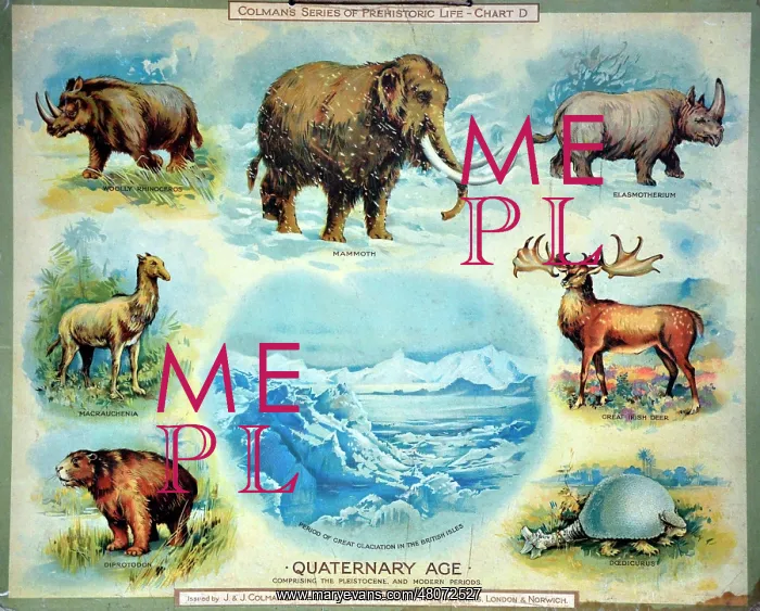 : Quaternary Age : Quaternary Age