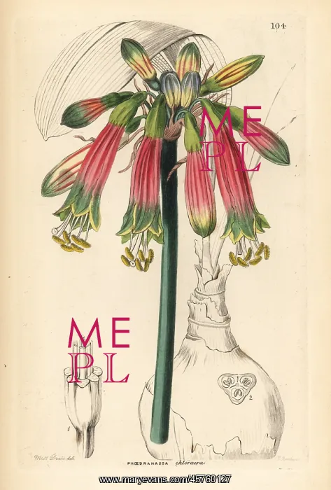 : Queen amaryllis, Phaedranassa dubia : Queen amaryllis, Phaedranassa dubia