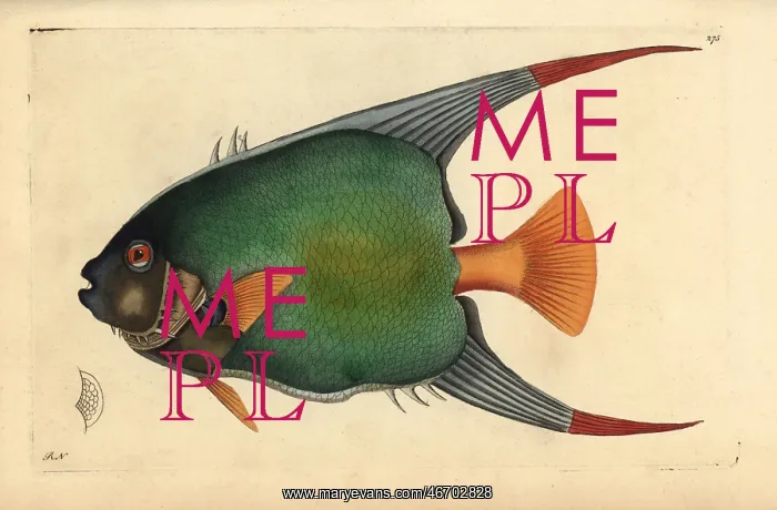 : Queen angelfish, Holacanthus ciliaris : Queen angelfish, Holacanthus ciliaris
