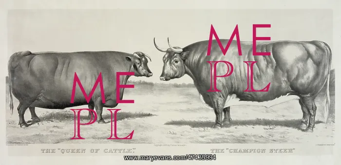 : The queen of cattle: the champion steer : The queen of cattle: the champion steer