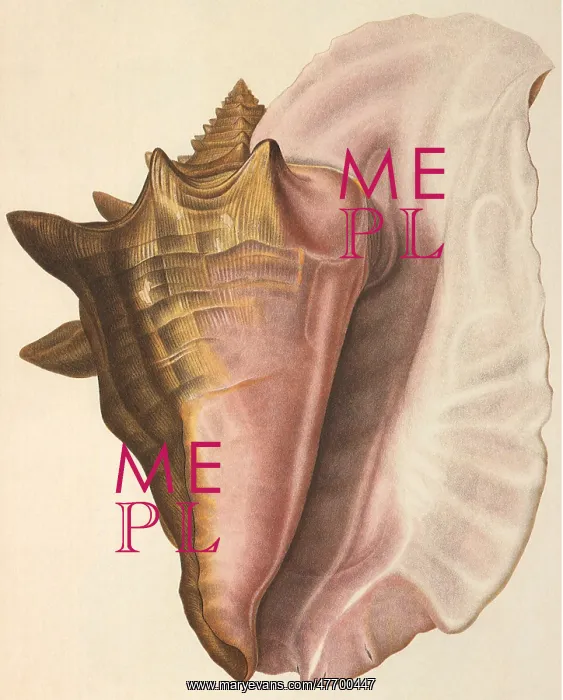 : Queen Conch Shell : Queen Conch Shell