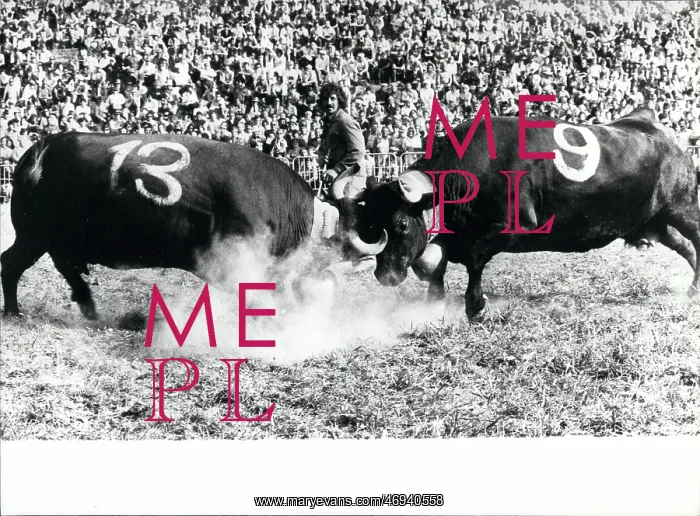 : Queen of the Cows, Valais, Switzerland : Queen of the Cows, Valais, Switzerland