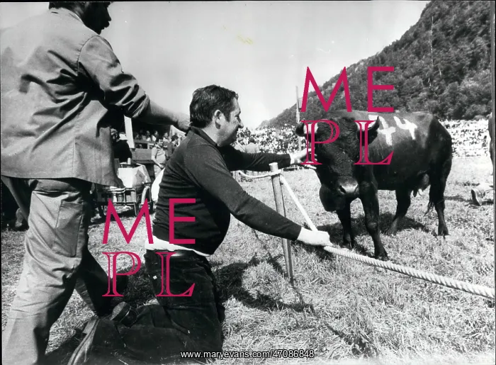 : Queen of the Cows, Valais, Switzerland : Queen of the Cows, Valais, Switzerland
