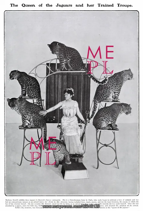 : The Queen of the Jaguars and her Trained Troupe : The Queen of the Jaguars and her Trained Troupe
