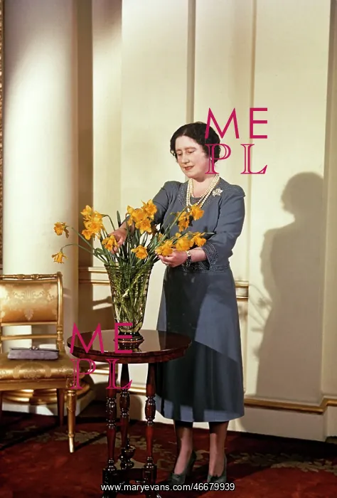 : Queen mother arranging yellow daffodils : Queen mother arranging yellow daffodils