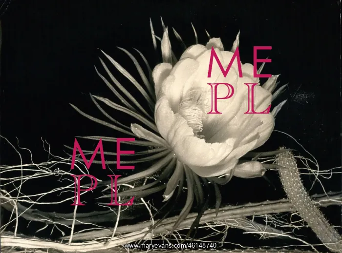 : Queen of the Night flower blossoms : Queen of the Night flower blossoms