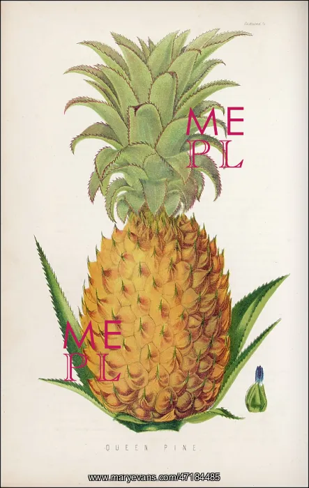  : Queen Pineapple