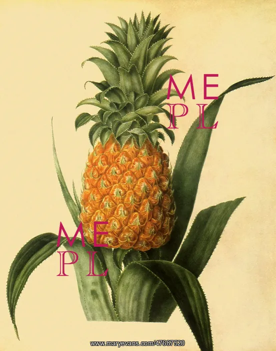 : Queen Pineapple : Queen Pineapple