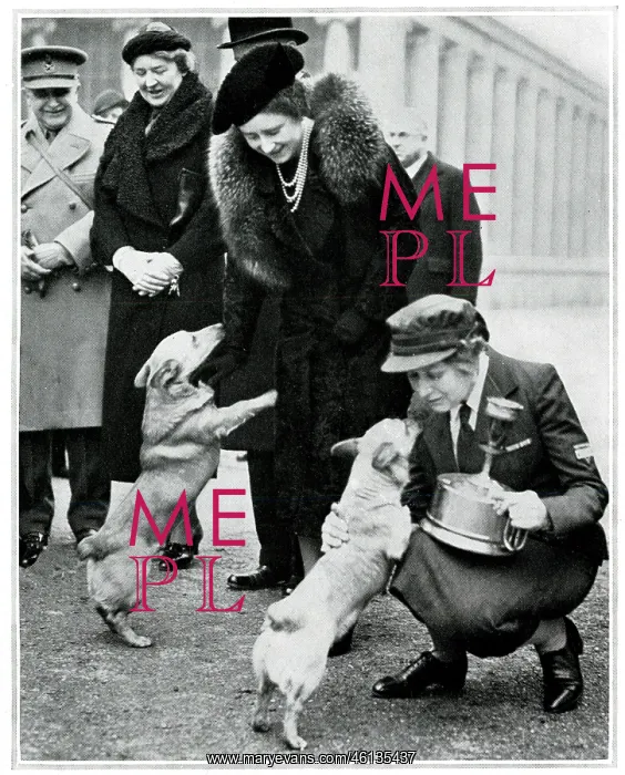 : The Queen and Princesses corgis, inspection of YMCA canteen : The Queen and Princesses corgis, inspection of YMCA canteen