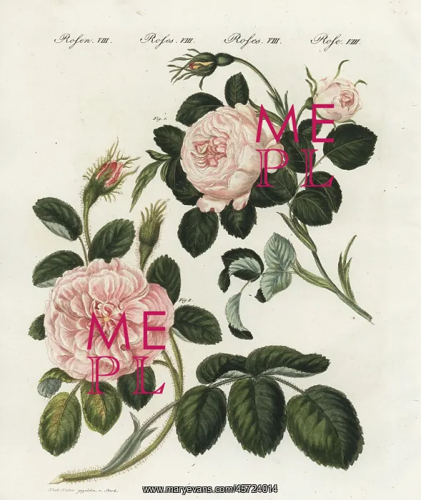 : Queen rose and moss rose : Queen rose and moss rose