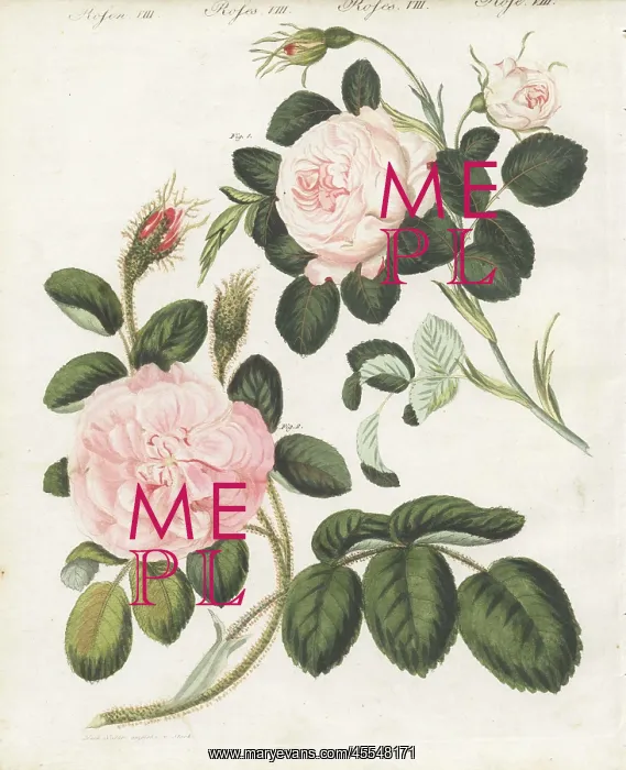 : Queen rose, Rosa regina rubicans, and moss : Queen rose, Rosa regina rubicans, and moss