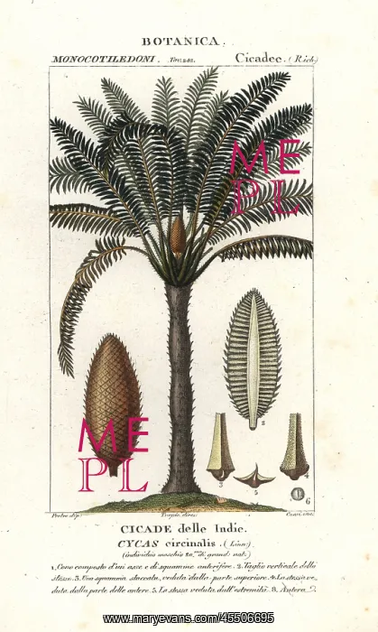 : Queen sago, Cycas circinalis : Queen sago, Cycas circinalis