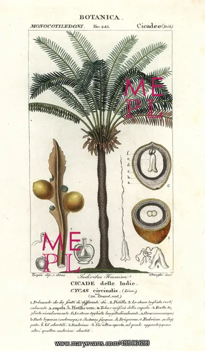: Queen sago, Cycas circinalis : Queen sago, Cycas circinalis