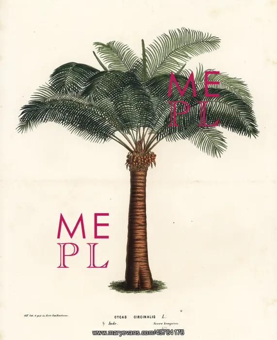 : Queen sago, Cycas circinalis. Endangered : Queen sago, Cycas circinalis. Endangered