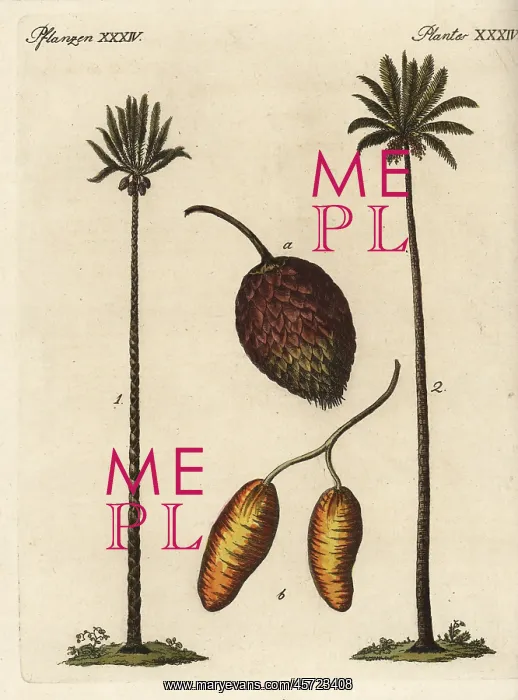 : Queen sago palm, Cycas circinalis, and date : Queen sago palm, Cycas circinalis, and date