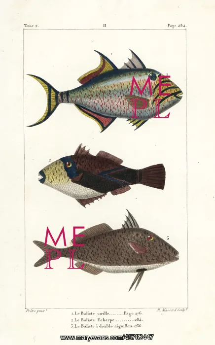 : Queen triggerfish, wedge-tail triggerfish : Queen triggerfish, wedge-tail triggerfish