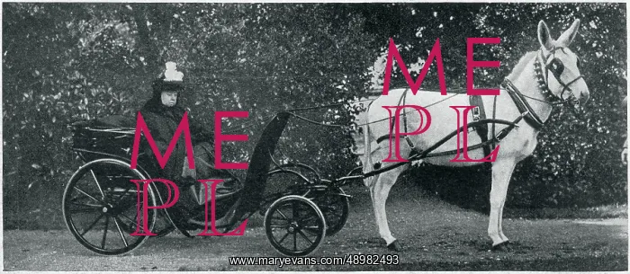 : Queen Victoria in carriage being pulled by a donkey 1900 : Queen Victoria in carriage being pulled by a donkey 1900