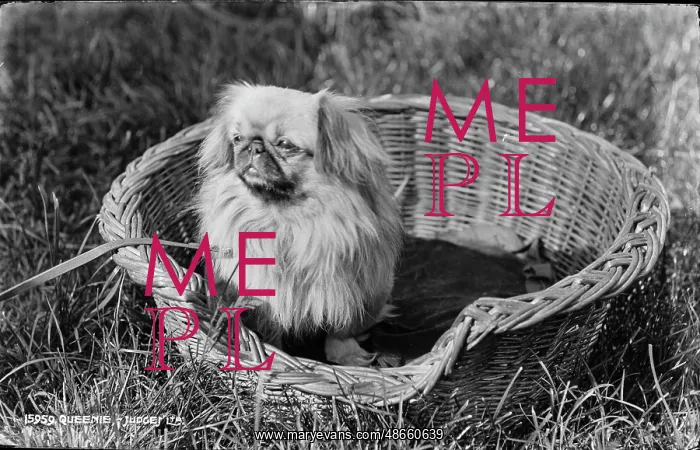: Queenie the Pekingese : Queenie the Pekingese