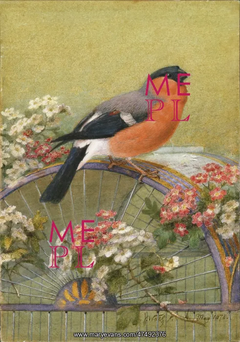 : The Queen's Bullfinch : The Queen's Bullfinch