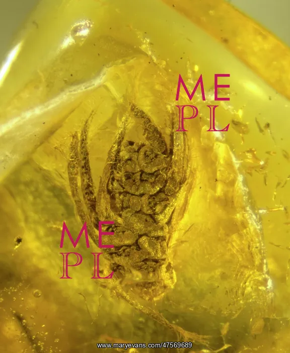 : Quercus in amber : Quercus in amber