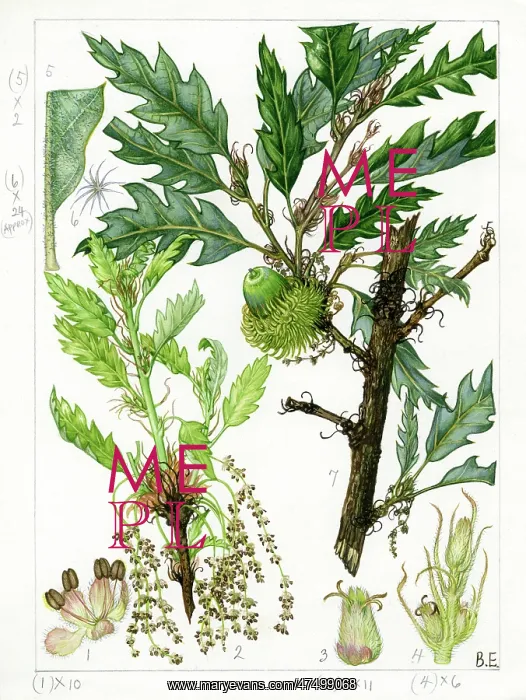 : Quercus cerris - Turkey oak : Quercus cerris - Turkey oak