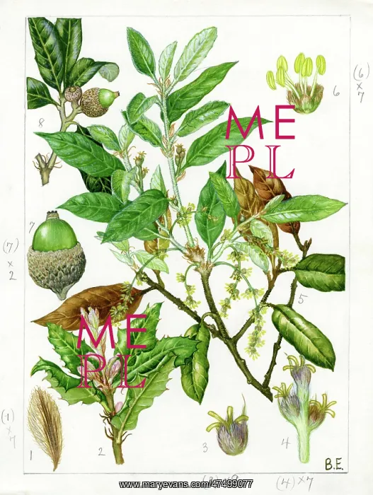 : Quercus ilex - holm oak : Quercus ilex - holm oak