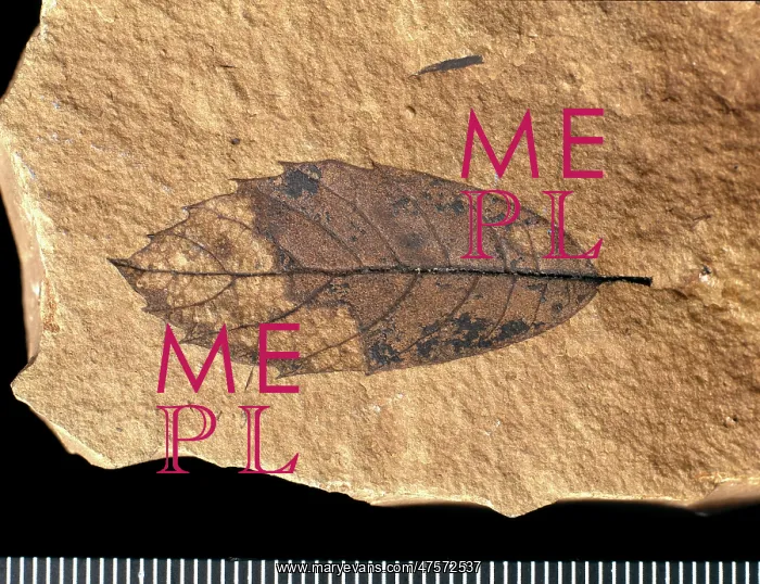 : Quercus mediterranea, fossil leaf : Quercus mediterranea, fossil leaf