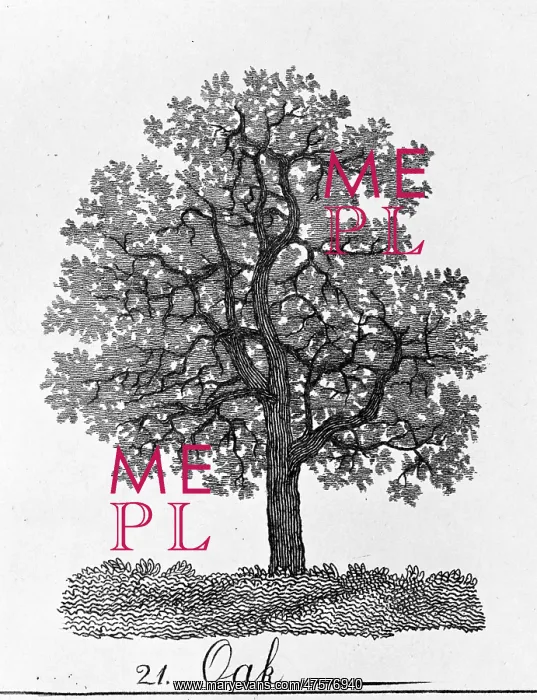 : Quercus, oak : Quercus, oak