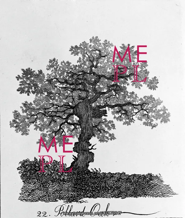 : Quercus, pollard oak : Quercus, pollard oak