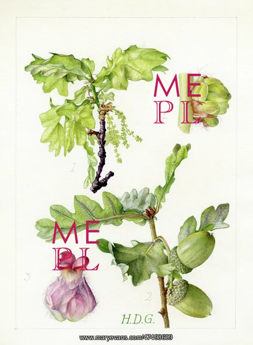 : Quercus robur - English oak : Quercus robur - English oak