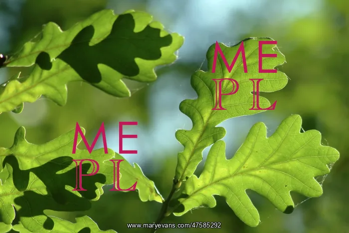 : Quercus robur, oak leaves : Quercus robur, oak leaves
