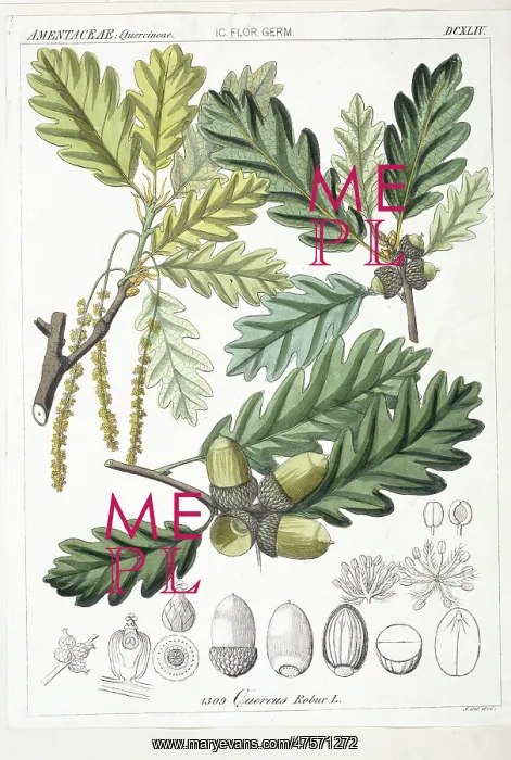 : Quercus robur, oak tree : Quercus robur, oak tree