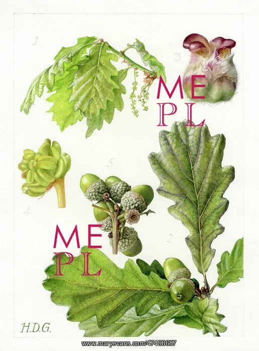: Quercus sessiliflora - sessile oak : Quercus sessiliflora - sessile oak