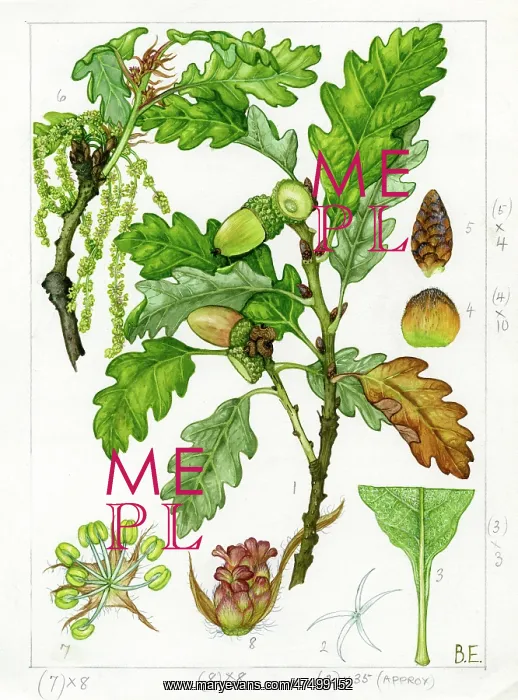 : Quercus sessiliflora - sessile oak : Quercus sessiliflora - sessile oak