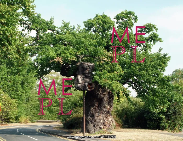 : Quercus sp. crouch oak : Quercus sp. crouch oak