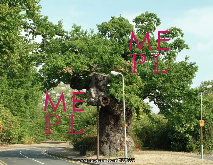 : Quercus sp. crouch oak : Quercus sp. crouch oak