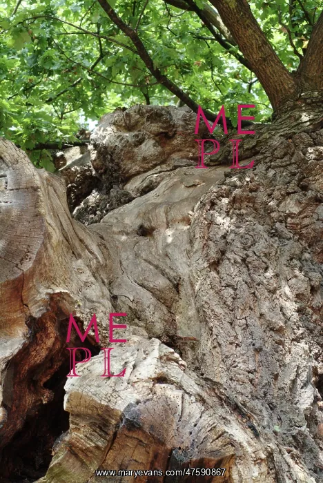 : Quercus sp. crouch oak : Quercus sp. crouch oak