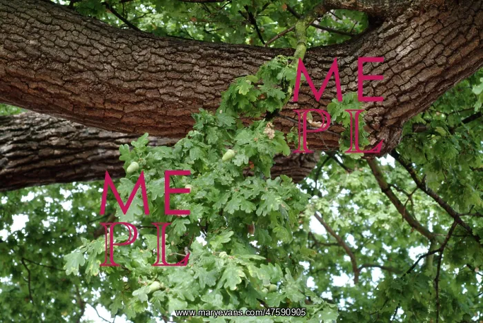 : Quercus sp. crouch oak : Quercus sp. crouch oak