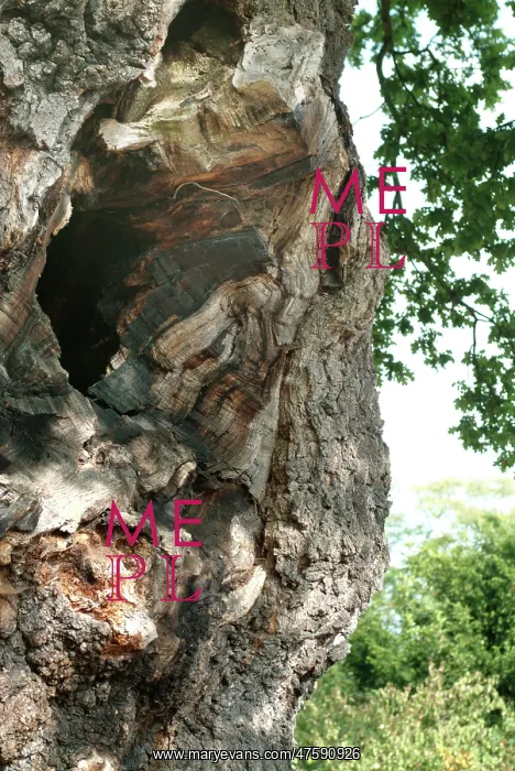 : Quercus sp. crouch oak : Quercus sp. crouch oak